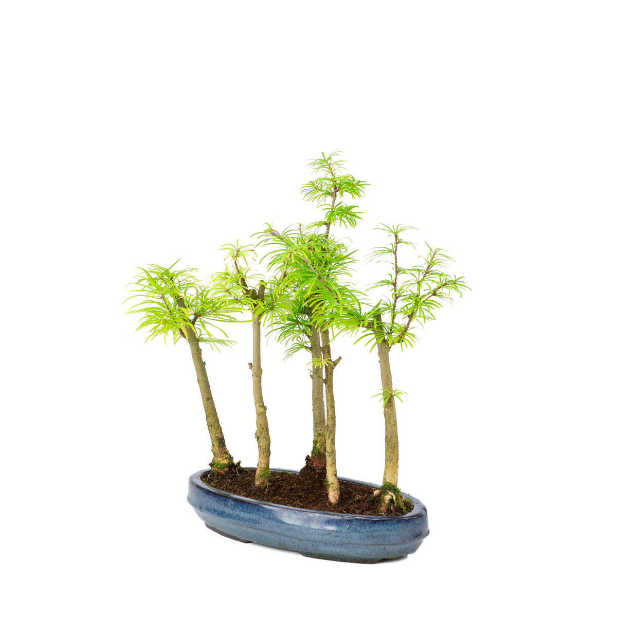 Bosco di Pseudolarix amabilis (larice dorato), altezza ~35cm