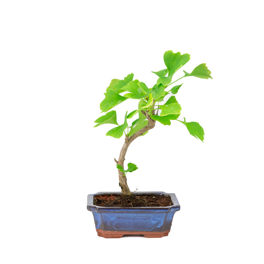 Bonsai Ginkgo biloba blauwe rechthoekige pot 20cm, hoogte 35cm