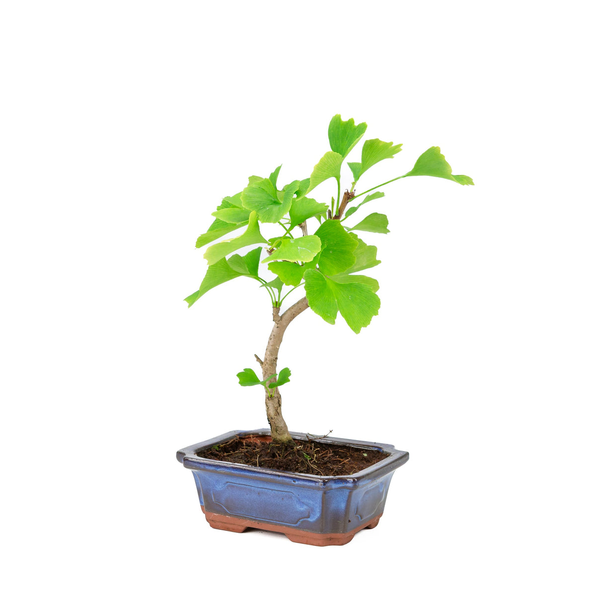 Ginkgo biloba (albero di capelvenere) vaso rettangolare blu 18 cm, altezza ~35 cm