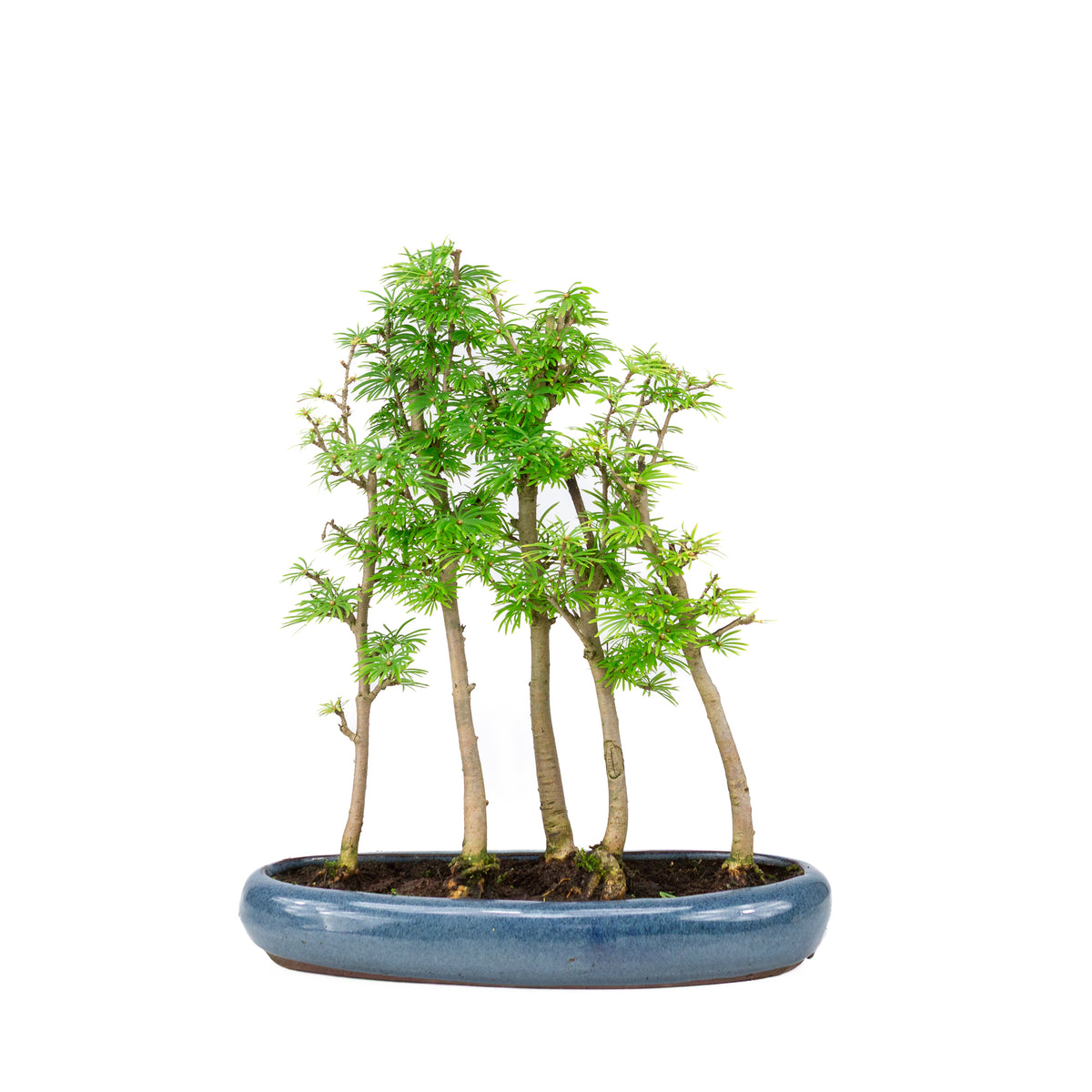 Buiten Bonsai Pseudolarix amabilis bos blauwe ovale pot 29cm