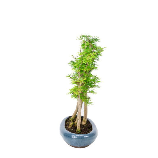 Bosco di Pseudolarix amabilis (larice dorato), altezza ~36cm