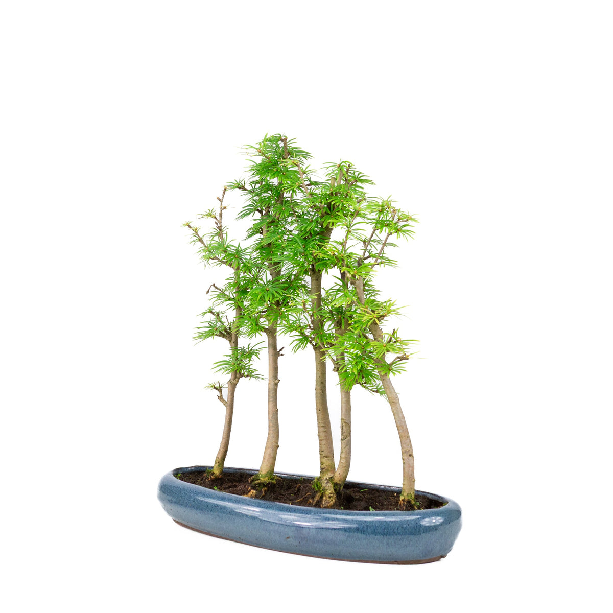 Bosco di Pseudolarix amabilis (larice dorato), altezza ~36cm
