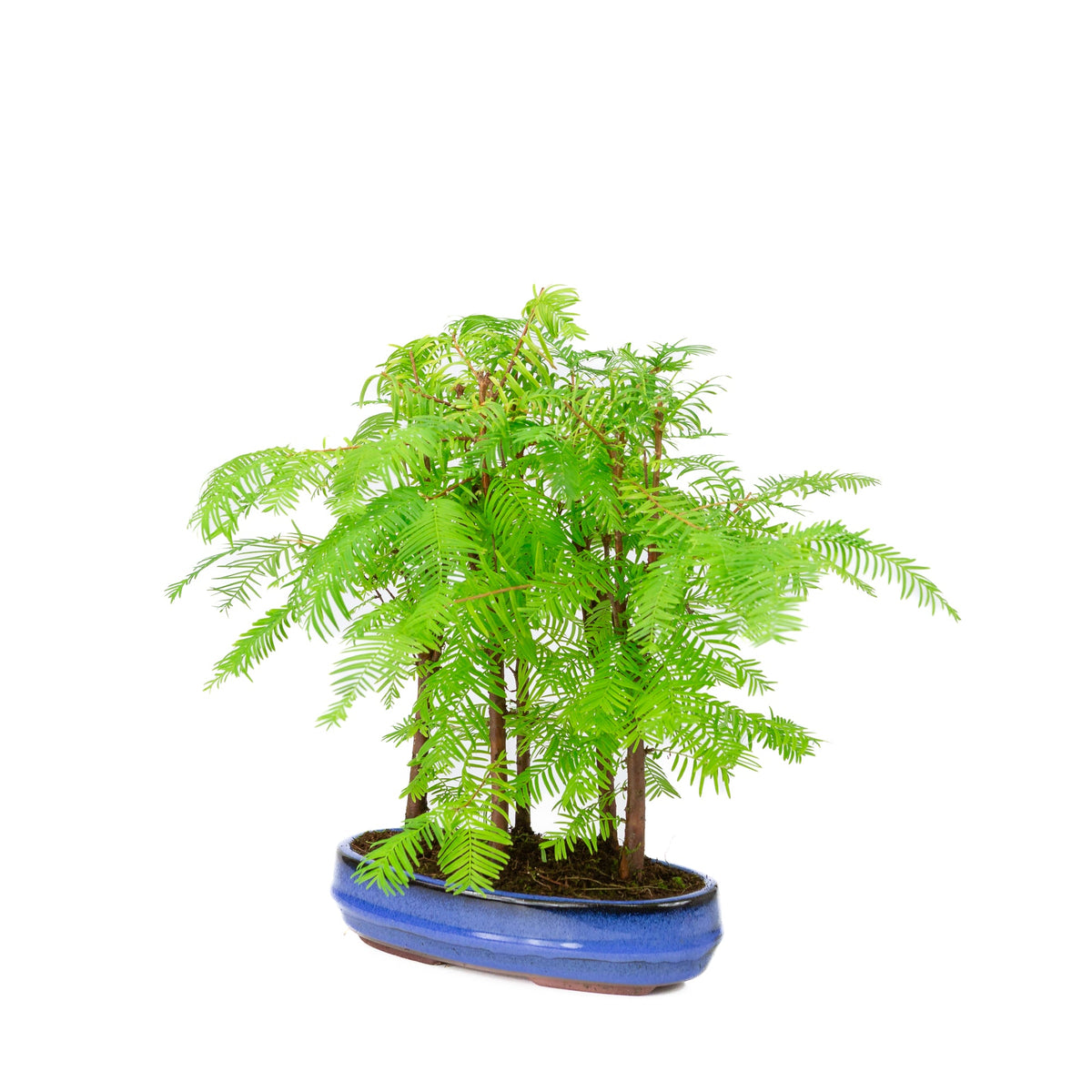 Metasequoia glyptostroboides gruppo 5 vaso ovale 22cm, altezza ~33cm