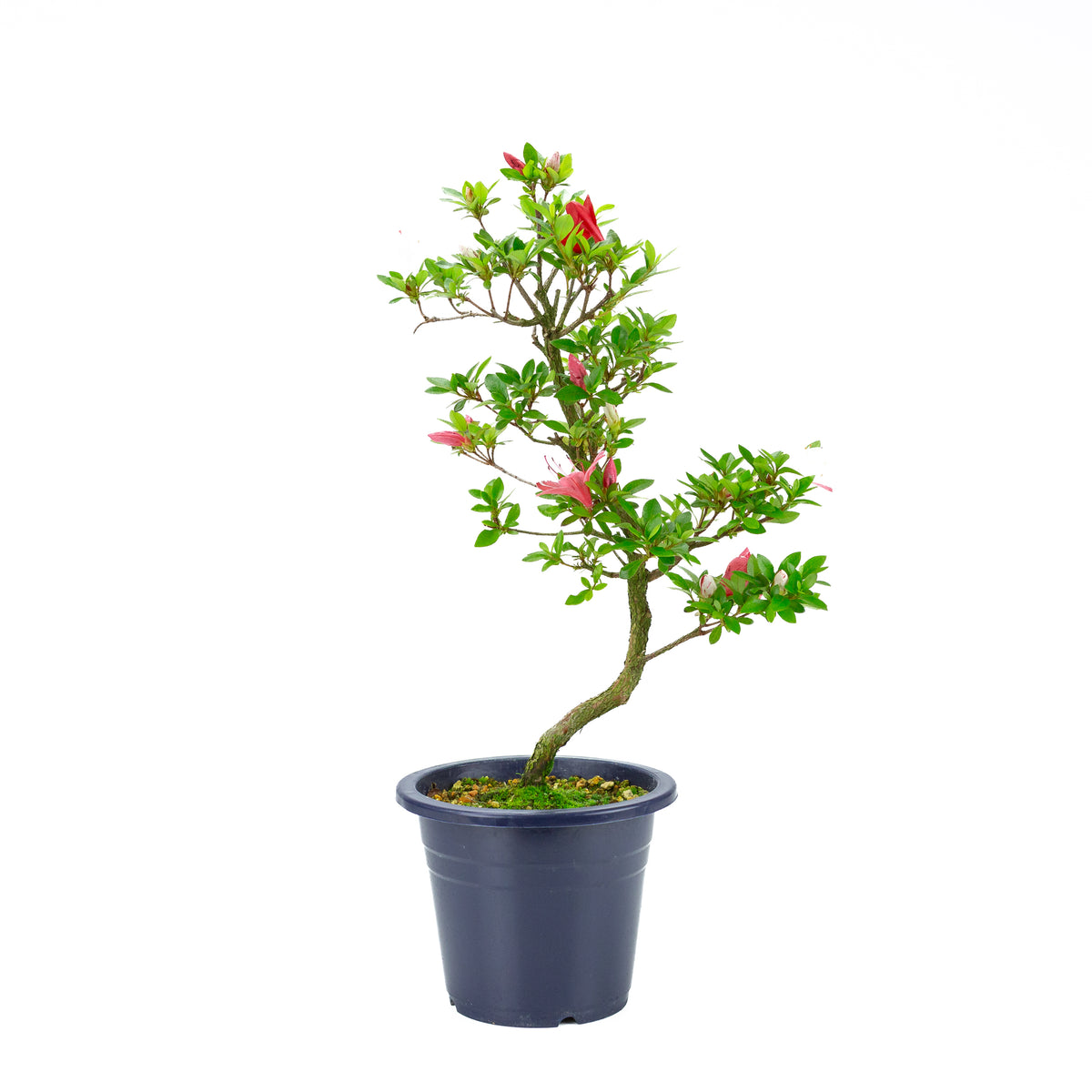 Rhododendron indicum 'Kangiten' (azalea satsuki), altezza ~56cm