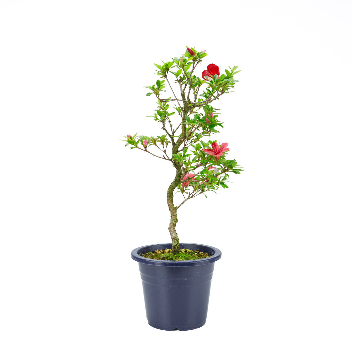 Rhododendron indicum 'Kangiten' (azalea satsuki), altezza ~56cm