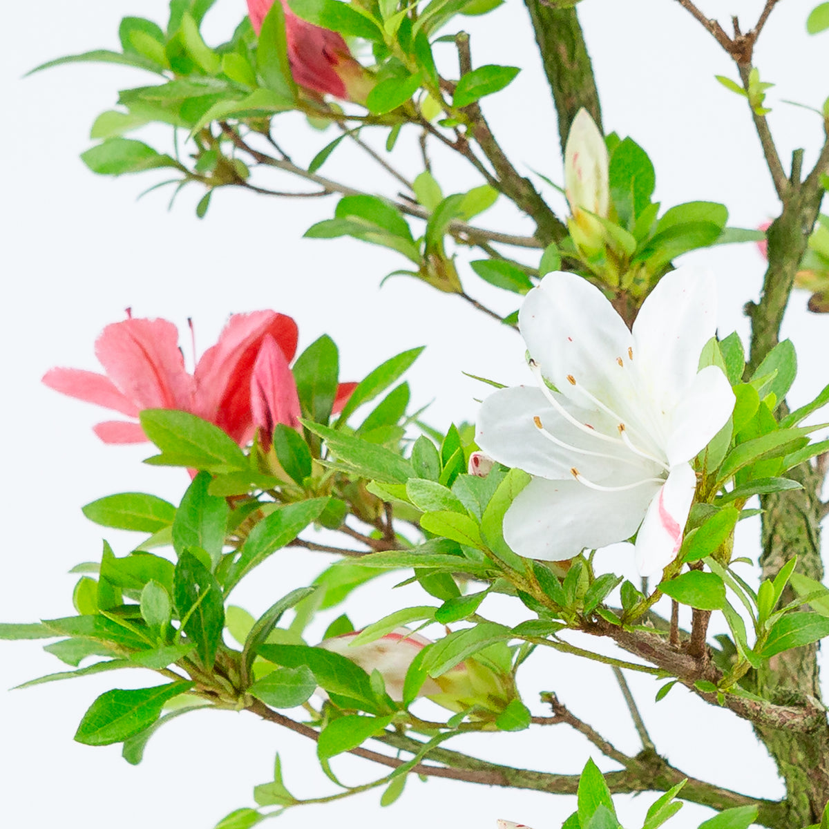 Rhododendron indicum 'Kangiten' (azalea satsuki), altezza ~56cm