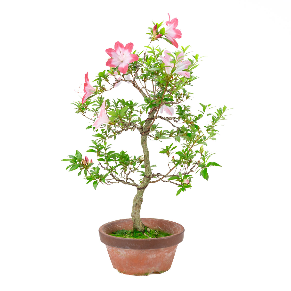 Rhododendron indicum 'Hatsukoi' (azalea satsuki), altezza ~62cm