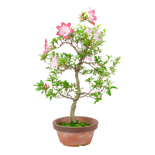 Rhododendron indicum 'Hatsukoi' (azalea satsuki), altezza ~62cm