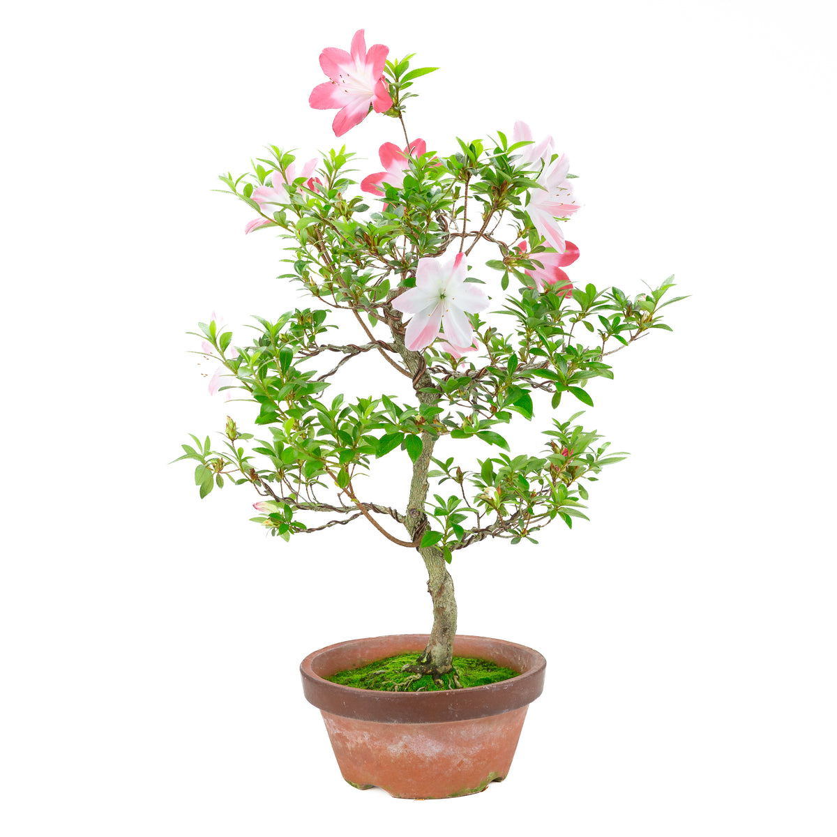 Rhododendron indicum 'Hatsukoi' (azalea satsuki), altezza ~62cm