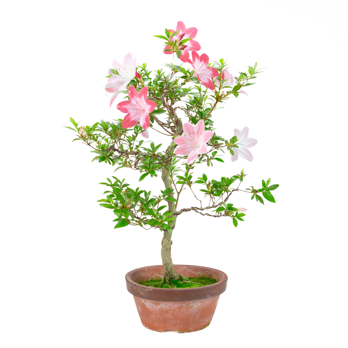 Rhododendron indicum 'Hatsukoi' (azalea satsuki), altezza ~62cm