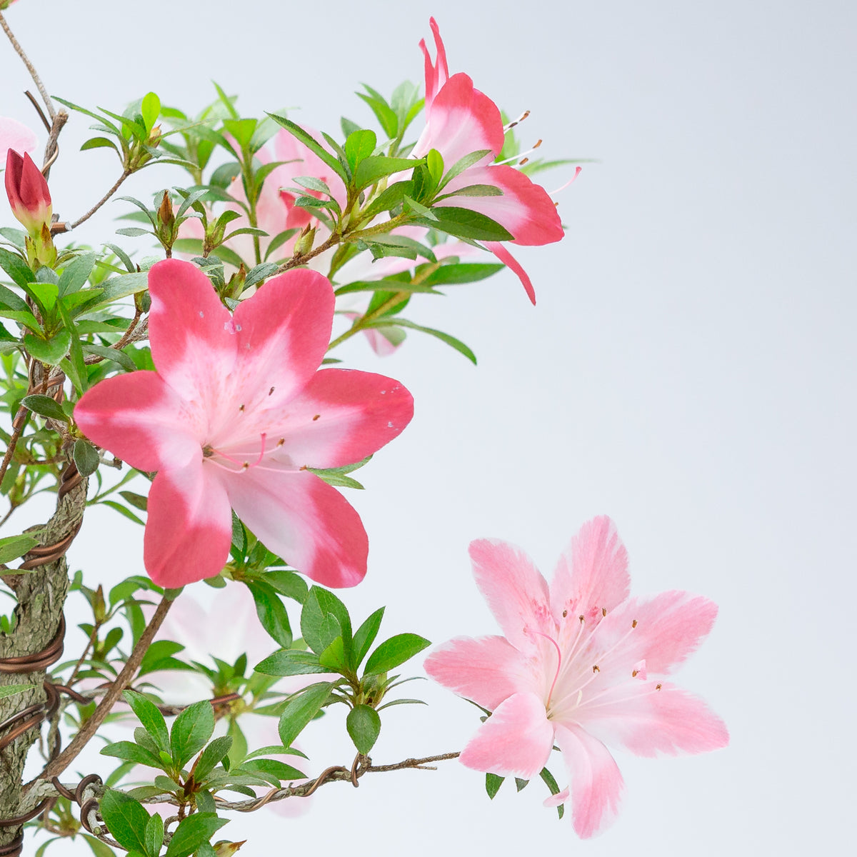 Rhododendron indicum 'Hatsukoi' (azalea satsuki), altezza ~62cm