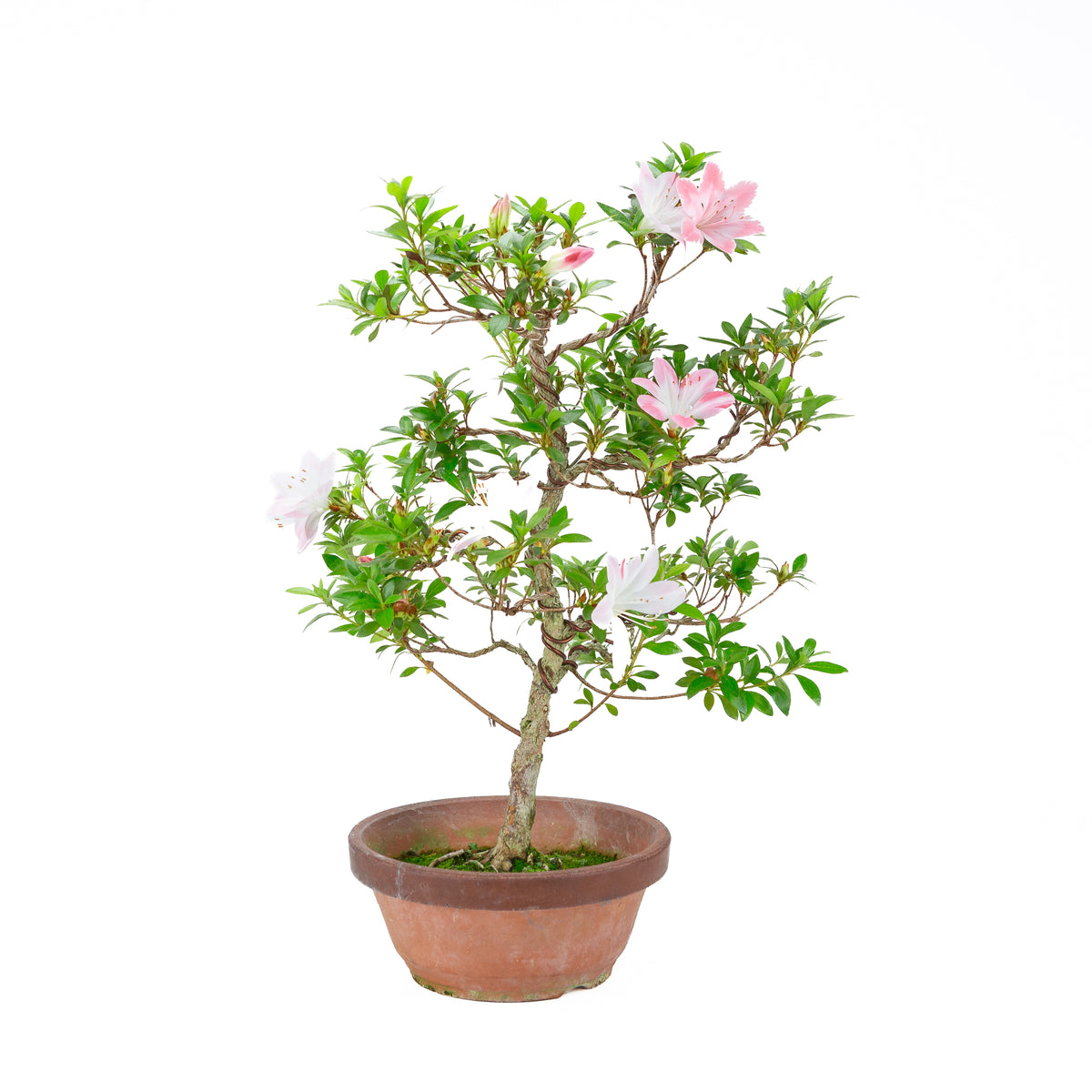 Rhododendron indicum 'Hatsukoi' (azalea satsuki), altezza ~56 cm
