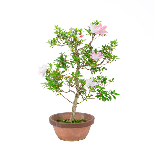Rhododendron indicum 'Hatsukoi' (azalea satsuki), altezza ~56 cm