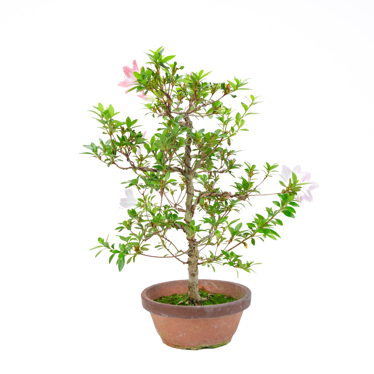 Rhododendron indicum 'Hatsukoi' (azalea satsuki), altezza ~56 cm