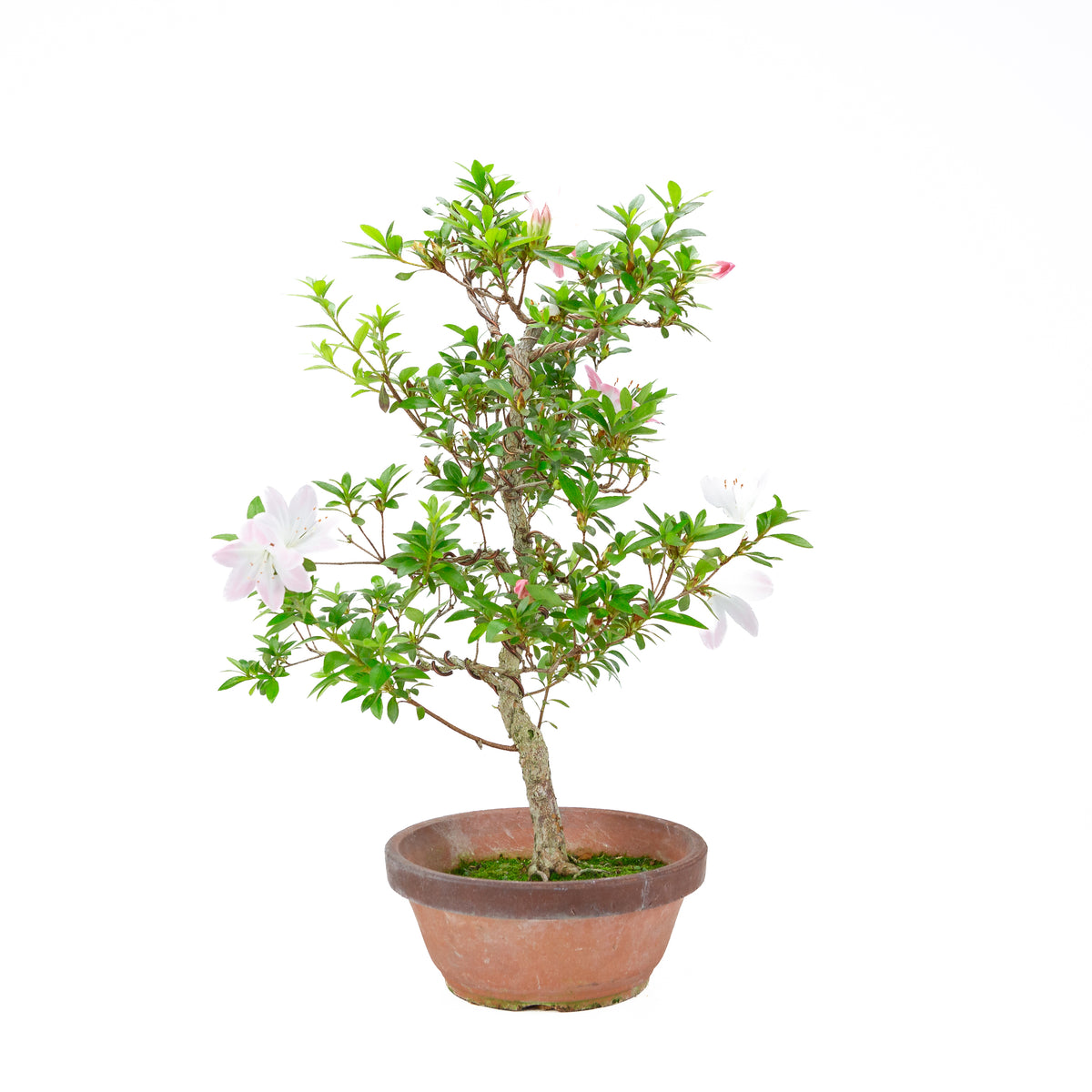 Rhododendron indicum 'Hatsukoi' (azalea satsuki), altezza ~56 cm