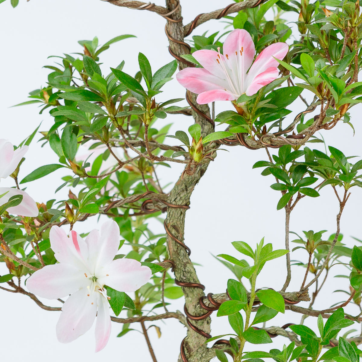 Rhododendron indicum 'Hatsukoi' (azalea satsuki), altezza ~56 cm