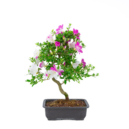 Rhododendron indicum 'Ruka' (azalea satsuki), altezza ~54 cm