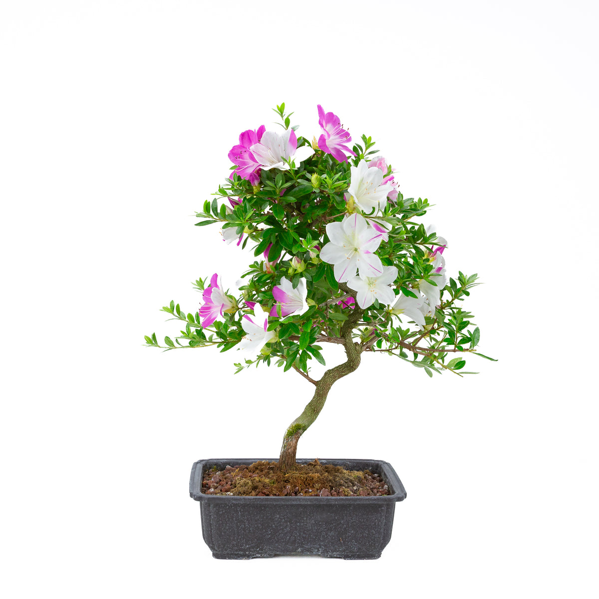 Rhododendron indicum 'Ruka' (azalea satsuki), altezza ~54 cm