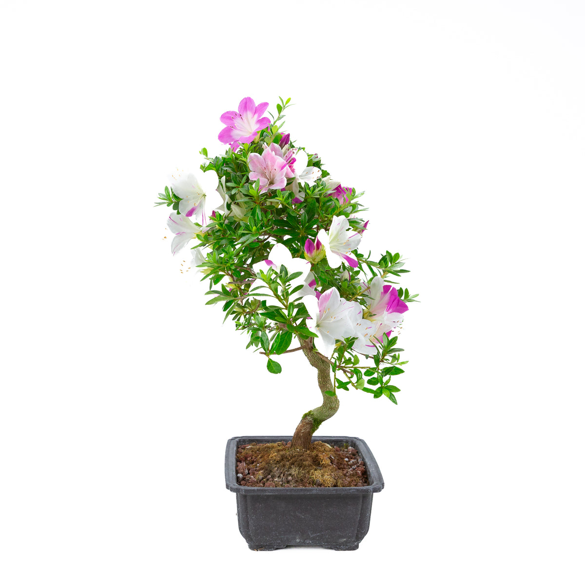 Rhododendron indicum 'Ruka' (azalea satsuki), altezza ~54 cm