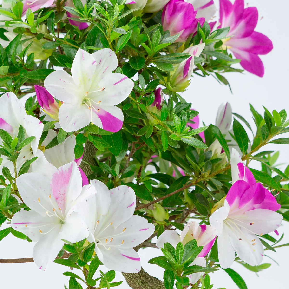 Rhododendron indicum 'Ruka' (azalea satsuki), altezza ~54 cm
