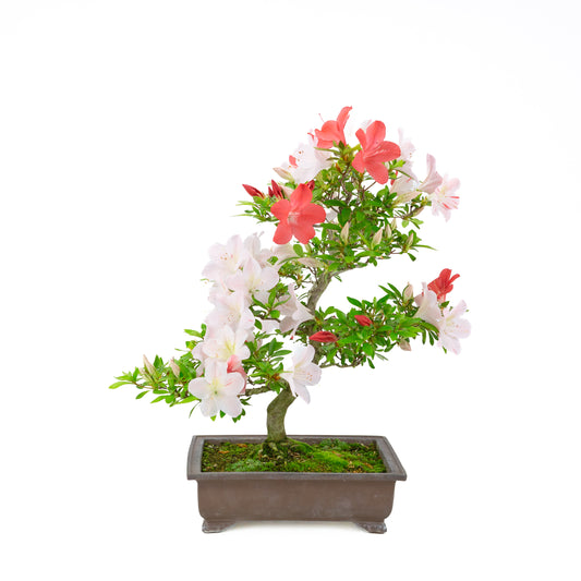Rhododendron indicum 'Minaru' (azalea satsuki), altezza ~54cm