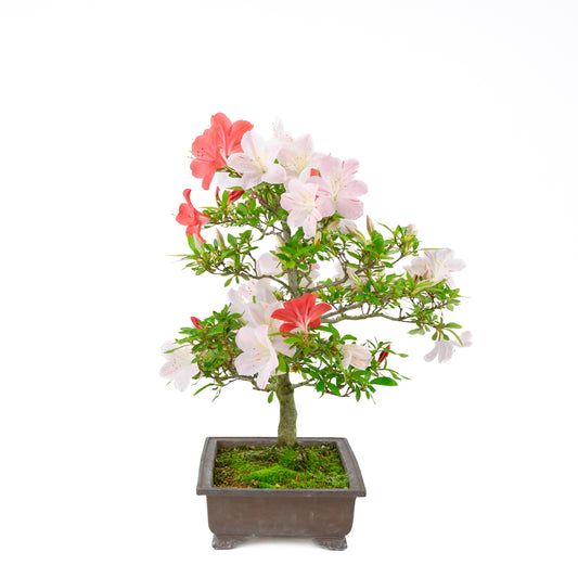Rhododendron indicum 'Minaru' (azalea satsuki), altezza ~54cm