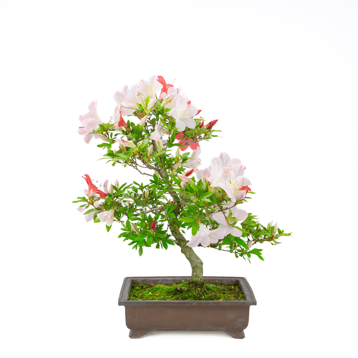Rhododendron indicum 'Minaru' (azalea satsuki), altezza ~54cm