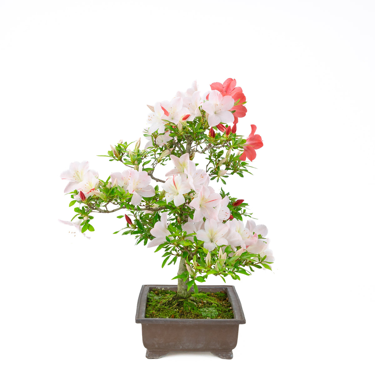 Rhododendron indicum 'Minaru' (azalea satsuki), altezza ~54cm