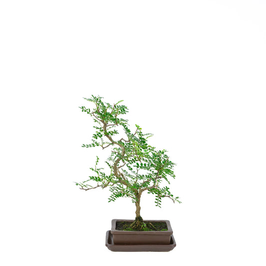 Zanthoxylum piperitum (albero del pepe), altezza ~38cm
