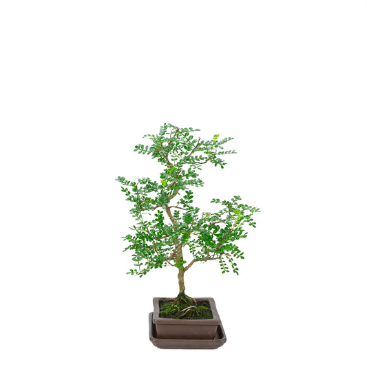 Zanthoxylum piperitum (albero del pepe), altezza ~38cm