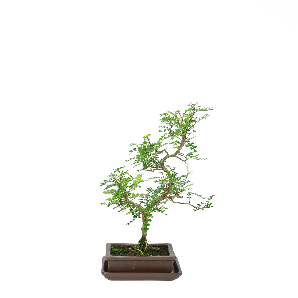 Zanthoxylum piperitum (albero del pepe), altezza ~38cm
