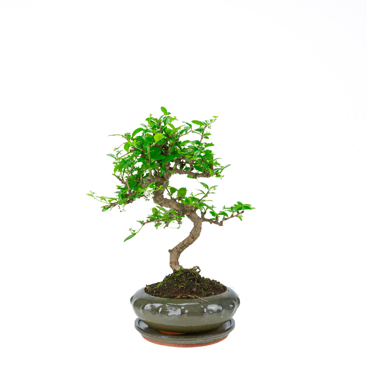 Bonsai Carmona (Tè del Fukien) in vaso rotondo verde da 23 cm, altezza ~40 cm