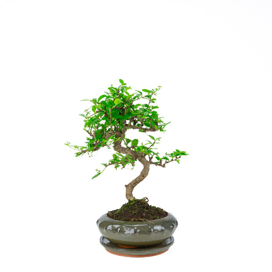 Bonsai Carmona (Tè del Fukien) in vaso rotondo verde da 23 cm, altezza ~40 cm