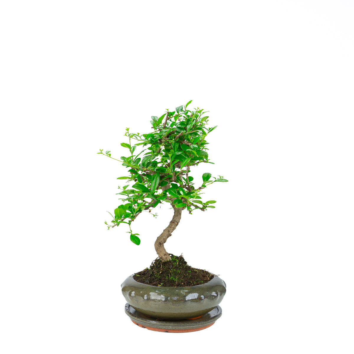Bonsai Carmona (Tè del Fukien) in vaso rotondo verde da 23 cm, altezza ~40 cm