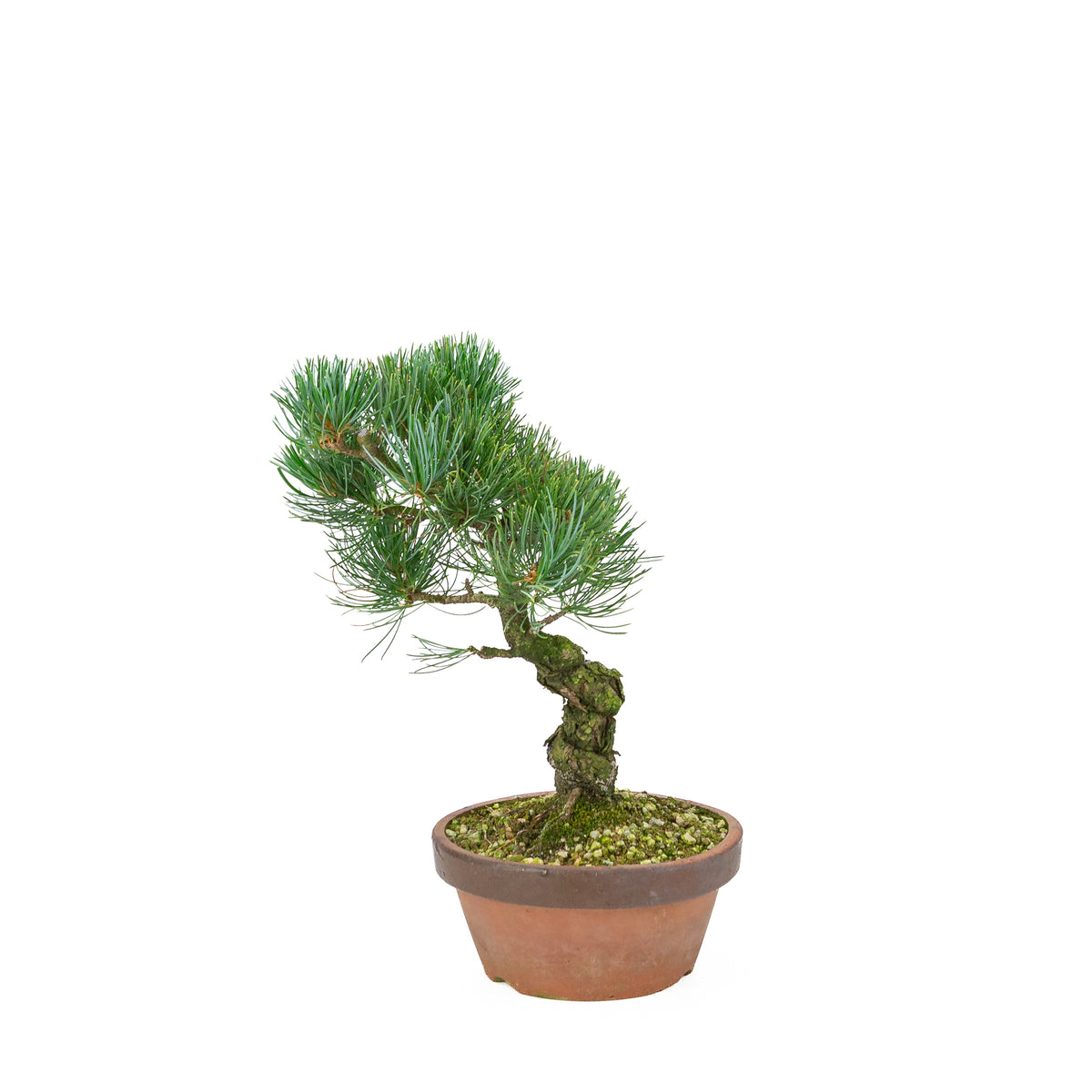 Pinus parviflora (pino bianco giapponese), altezza ~30 cm