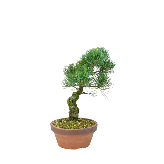 Pinus parviflora (pino bianco giapponese), altezza ~30 cm