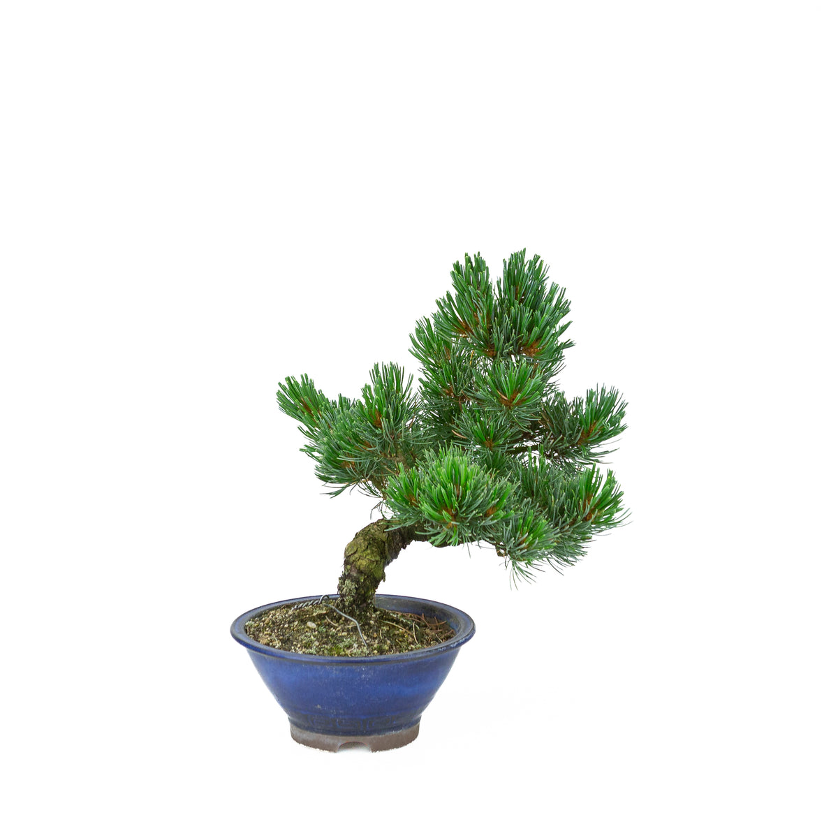 Pinus parviflora (pino bianco giapponese), altezza ~31 cm
