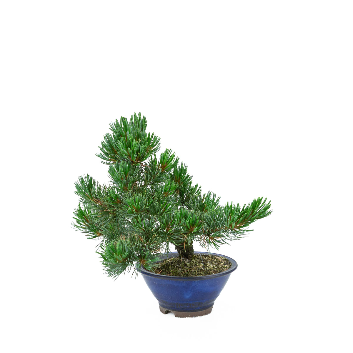 Pinus parviflora (pino bianco giapponese), altezza ~31 cm