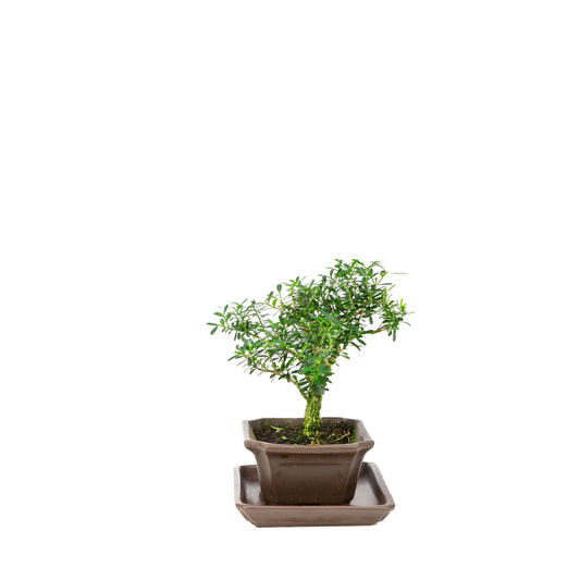 Bonsai di Buxus harlandii in vaso marrone 13cm, altezza ~21cm