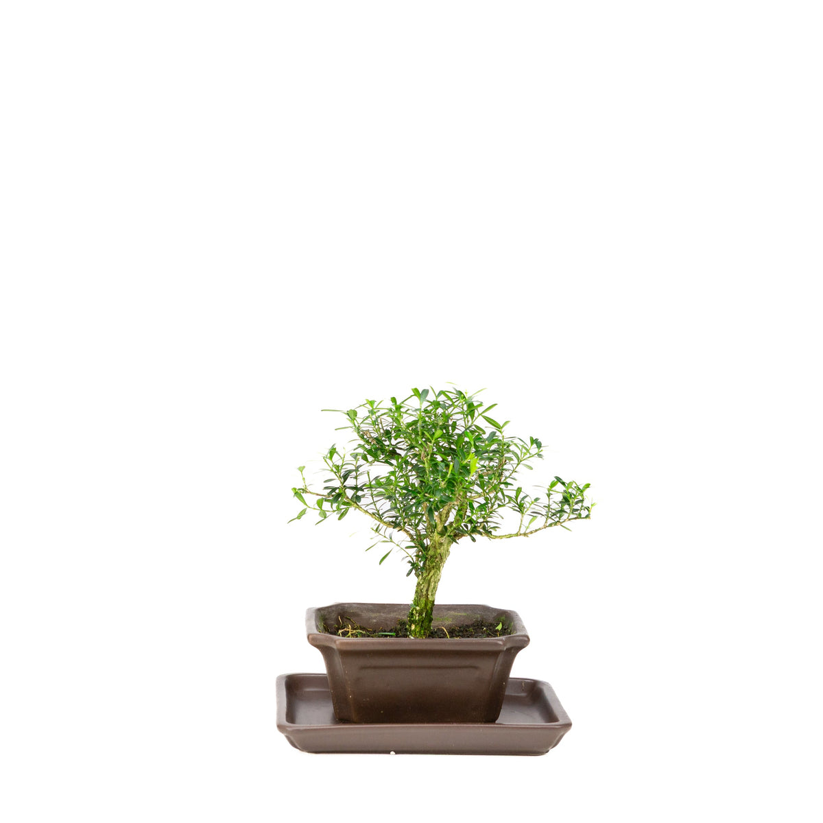 Bonsai di Buxus harlandii in vaso marrone 13cm, altezza ~21cm