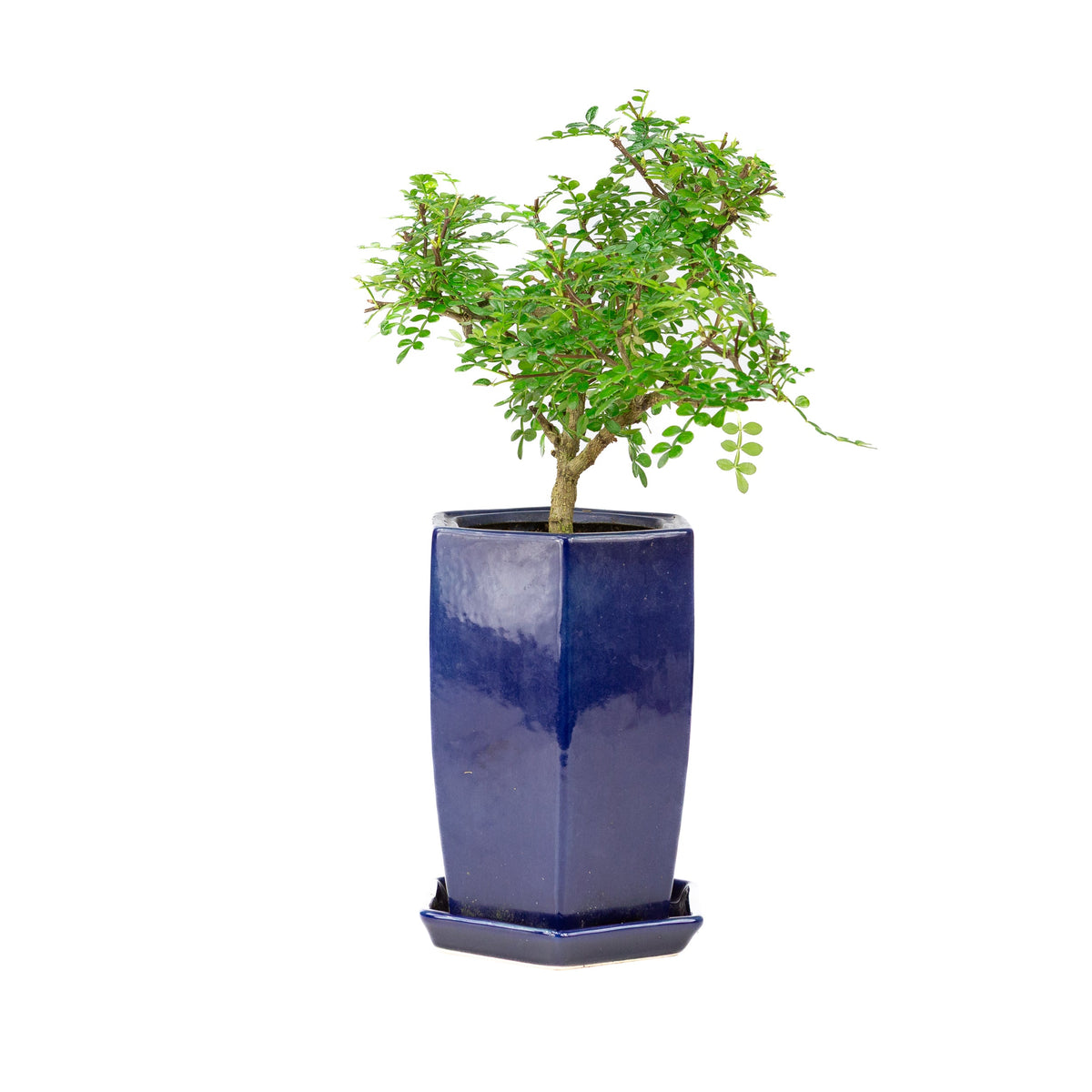 Zanthoxylum piperitum (pepe del Sichuan), altezza ~38cm