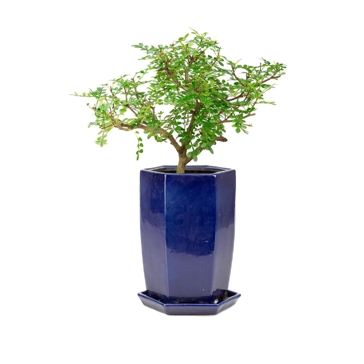 Zanthoxylum piperitum (pepe del Sichuan), altezza ~38cm
