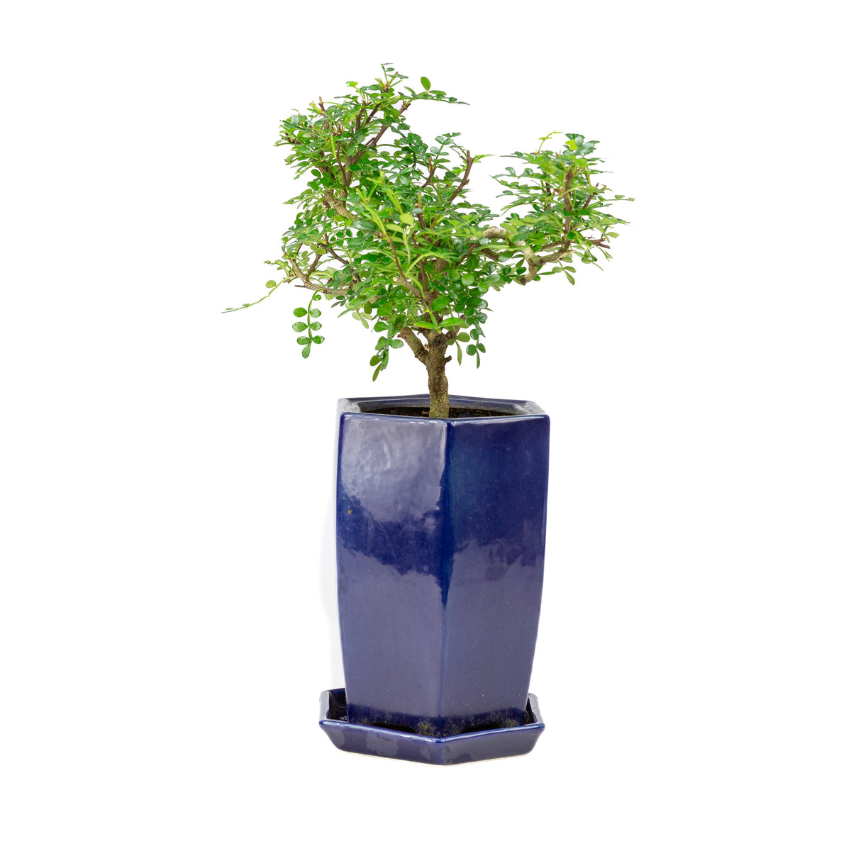 Zanthoxylum piperitum (pepe del Sichuan), altezza ~38cm