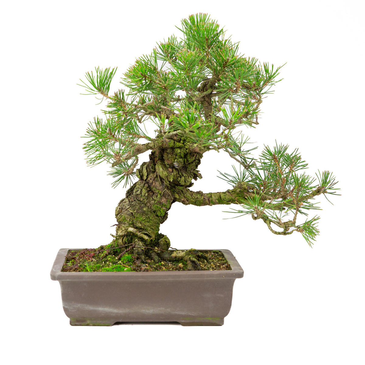 Pinus thunbergii ronde ongeglazuurde pot 20cm, hoogte ~37cm