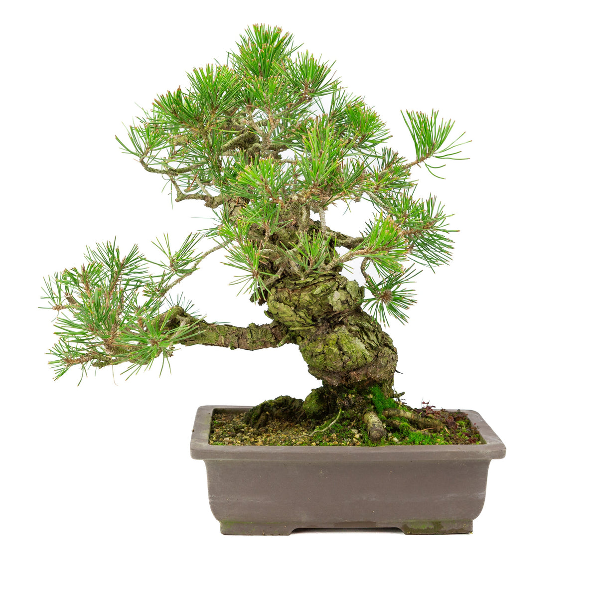Pinus Thunbergii (pino nero giapponese), altezza ~44cm