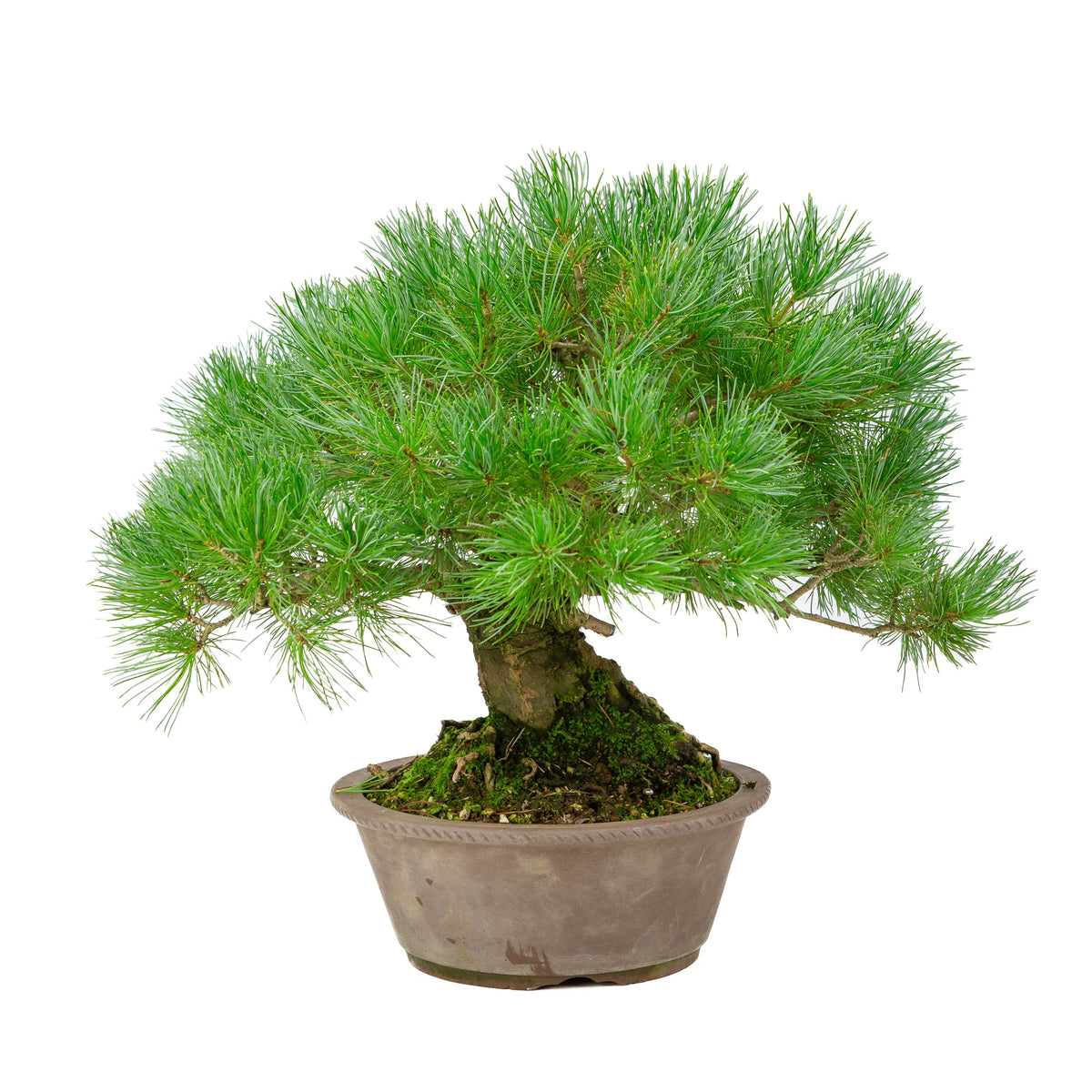 Pinus parviflora in vaso rotondo non smaltato 21cm, altezza ~38cm