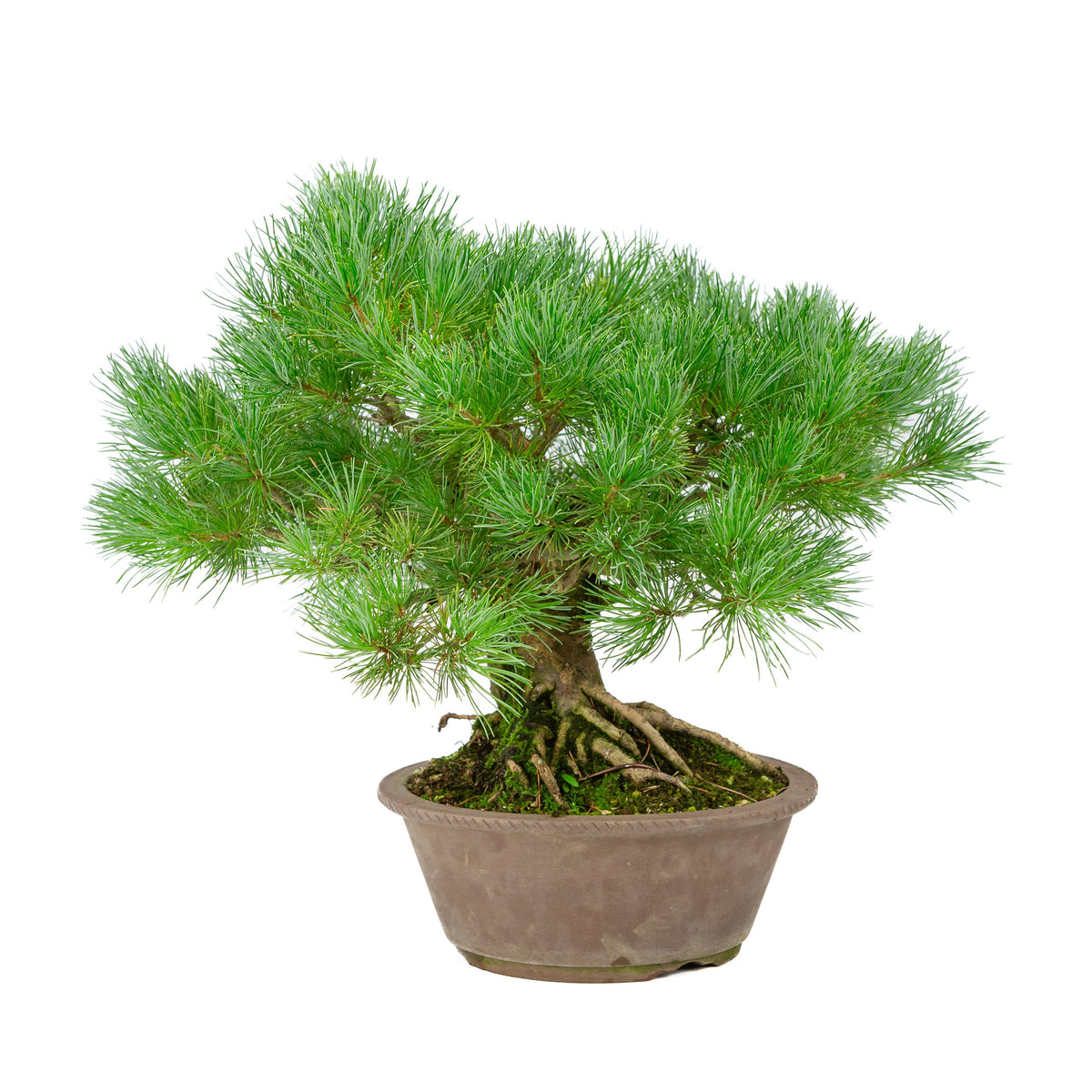 Pinus parviflora in vaso rotondo non smaltato 21cm, altezza ~38cm