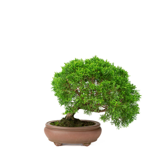Juniperus chinensis ongeglazuurde pot 13cm, hoogte ~27cm