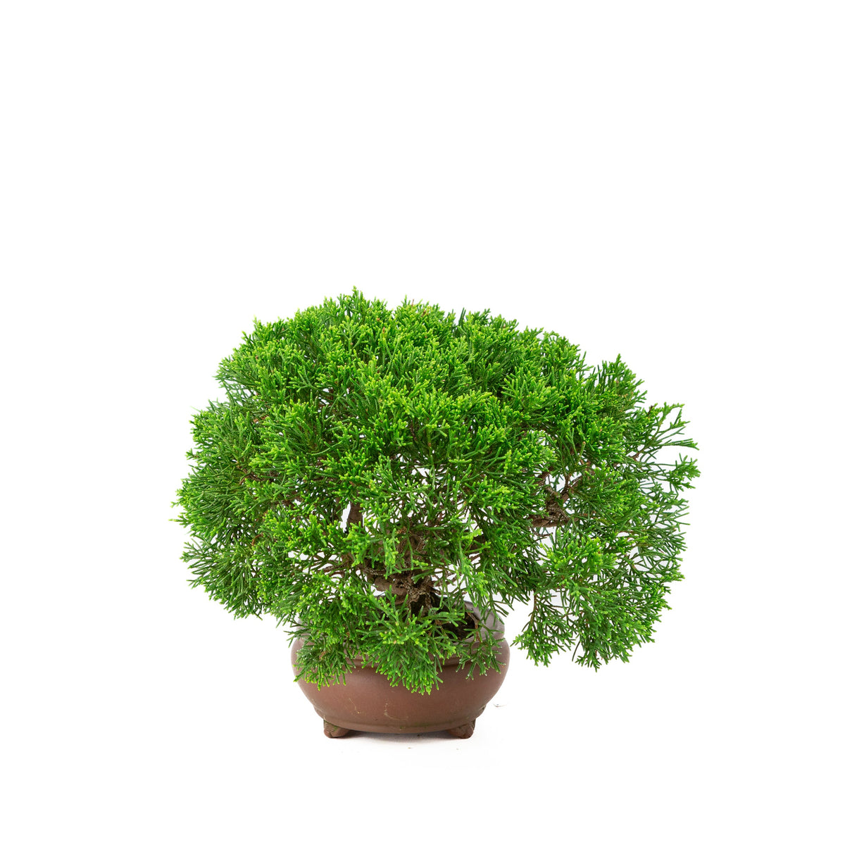 Juniperus chinensis vaso non smaltato 13cm, altezza ~27cm