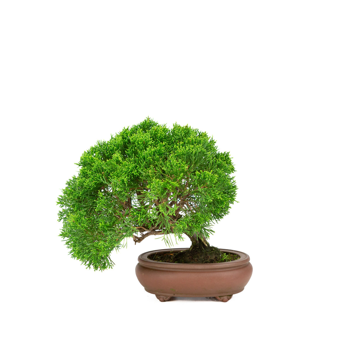 Juniperus chinensis vaso non smaltato 13cm, altezza ~27cm
